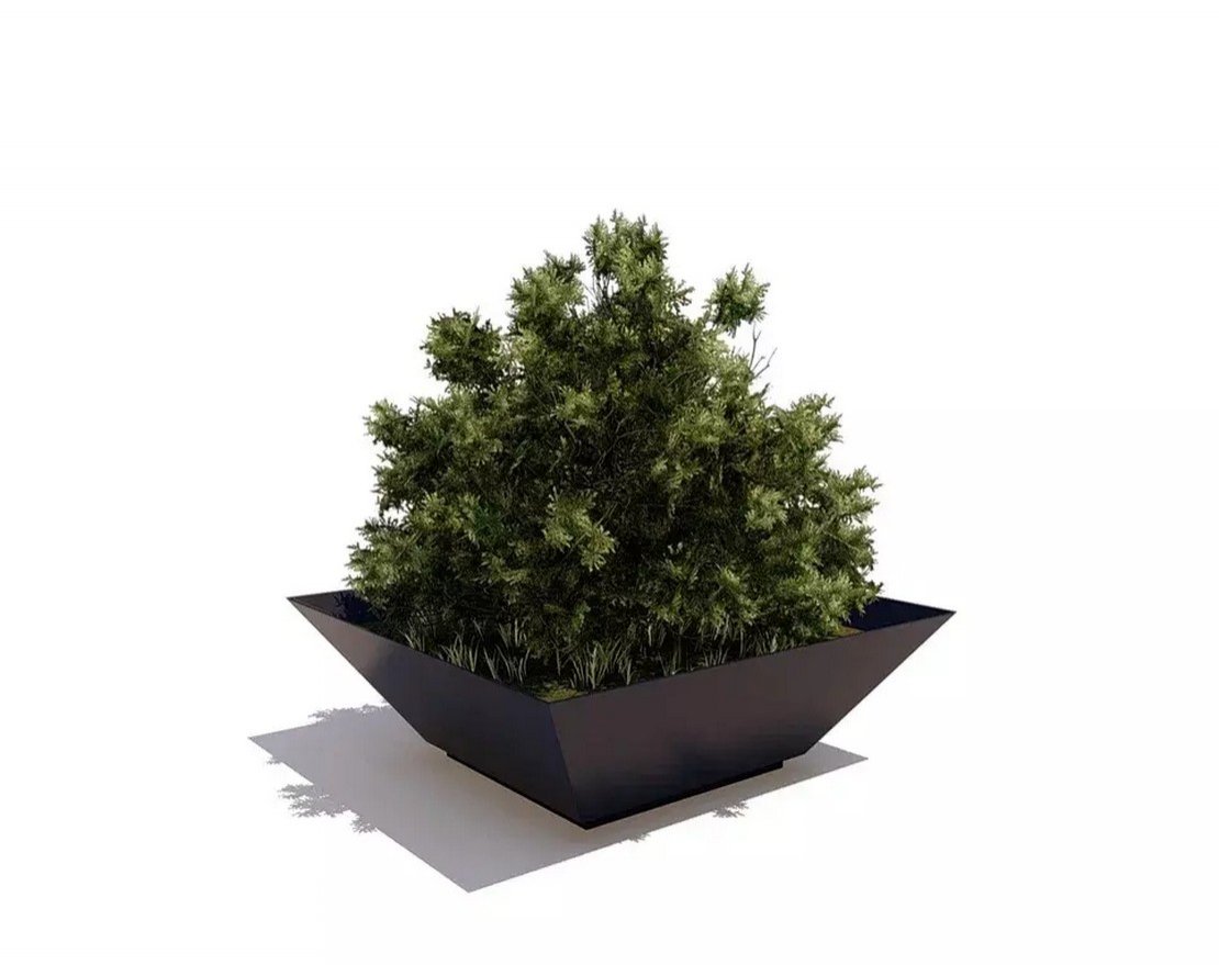 Вазон Канна - вид 5